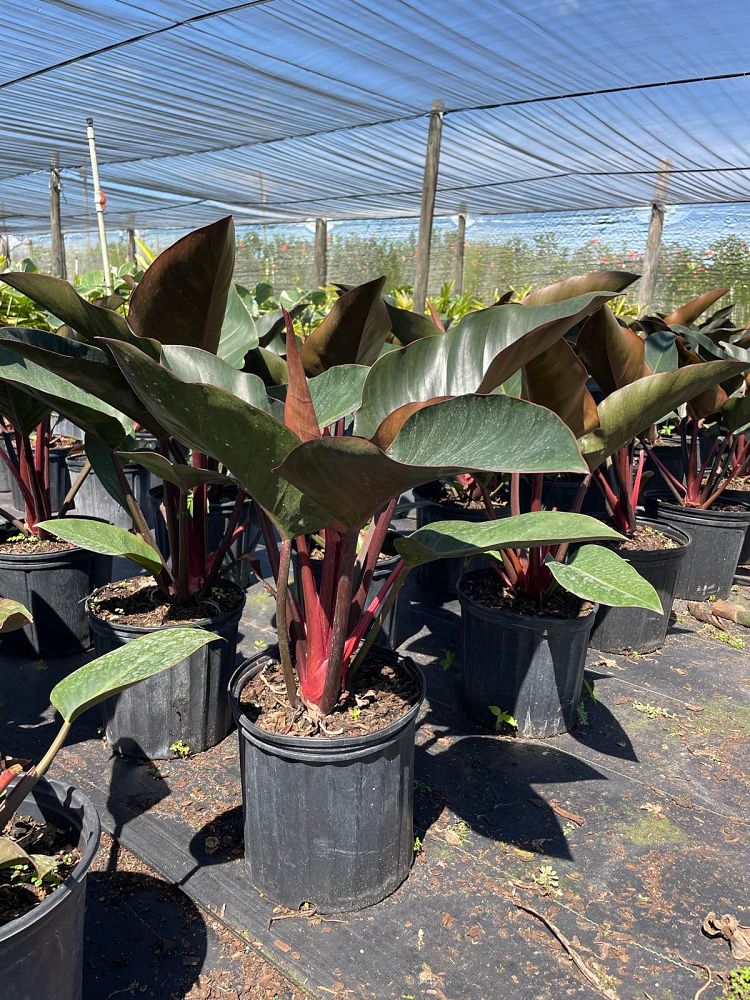 philodendron-rojo-congo-red-congo-philodendron