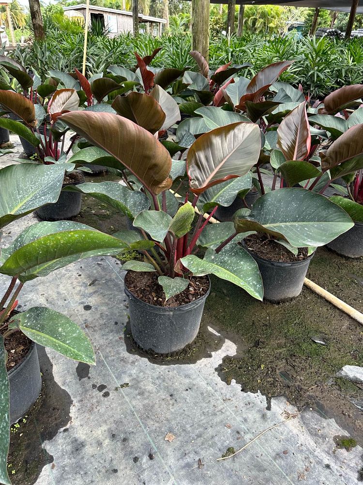 philodendron-rojo-congo-red-congo-philodendron