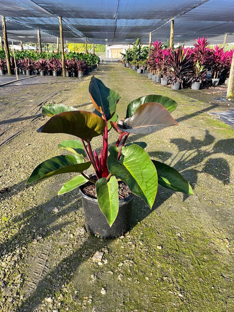 philodendron-rojo-congo-red-congo-philodendron