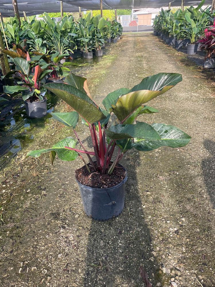 philodendron-rojo-congo-red-congo-philodendron