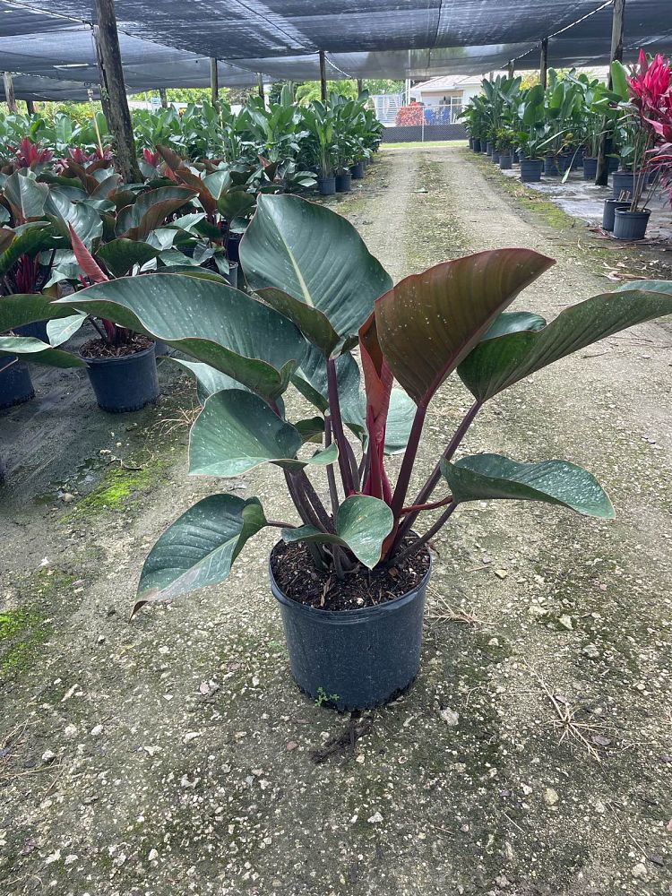 philodendron-rojo-congo-red-congo-philodendron