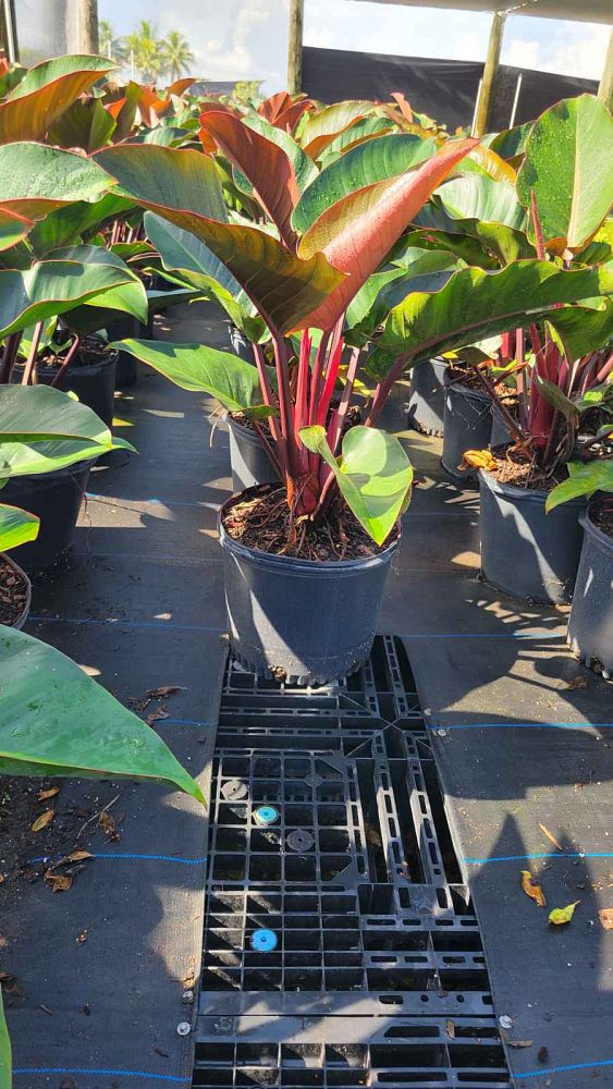 philodendron-rojo-congo-red-congo-philodendron