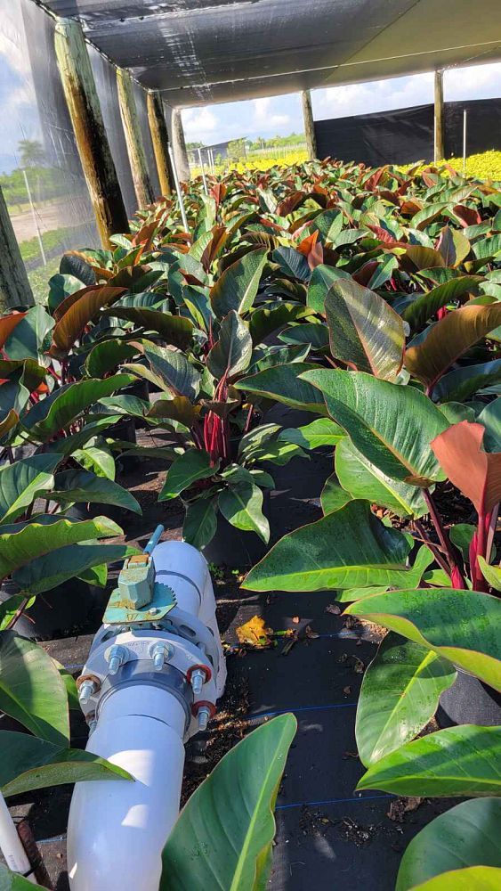 philodendron-rojo-congo-red-congo-philodendron