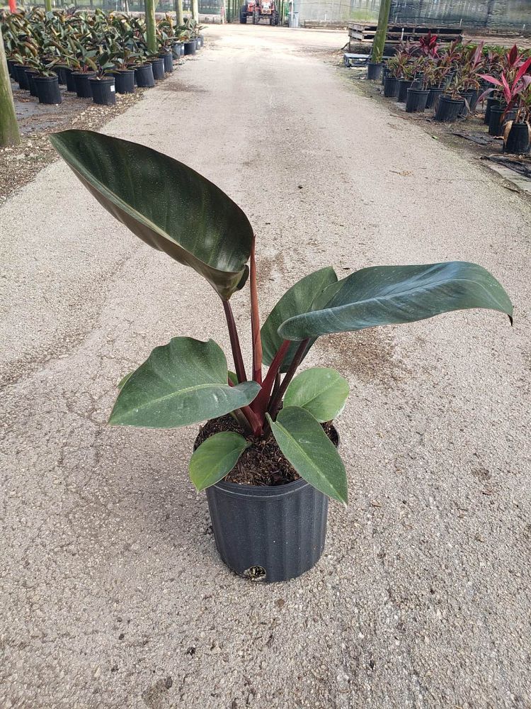 philodendron-rojo-congo-red-congo-philodendron