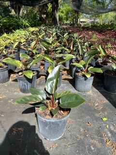 philodendron-rojo-congo-red-congo-philodendron
