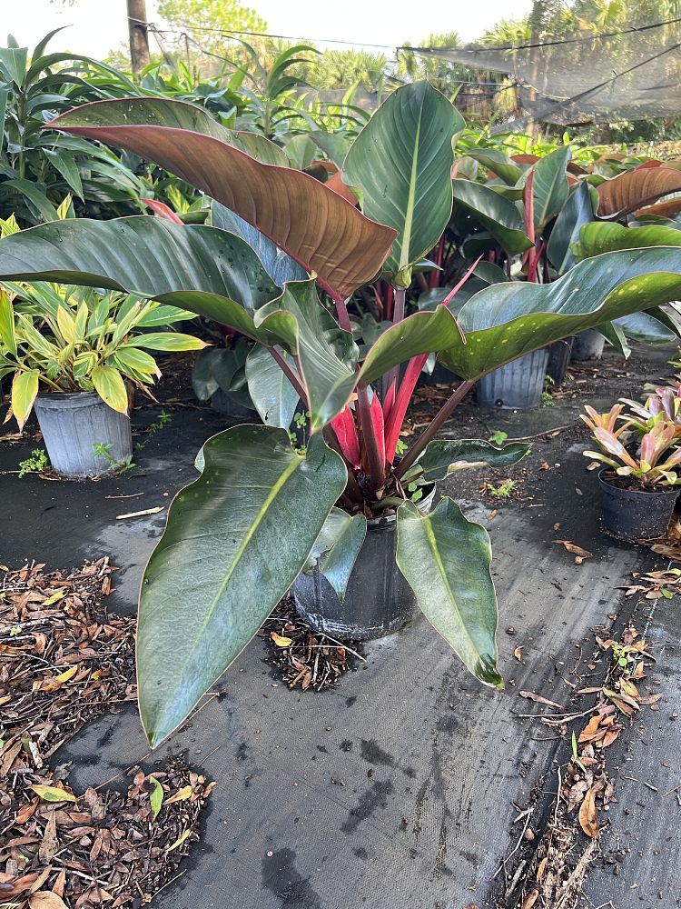 philodendron-rojo-congo-red-congo-philodendron
