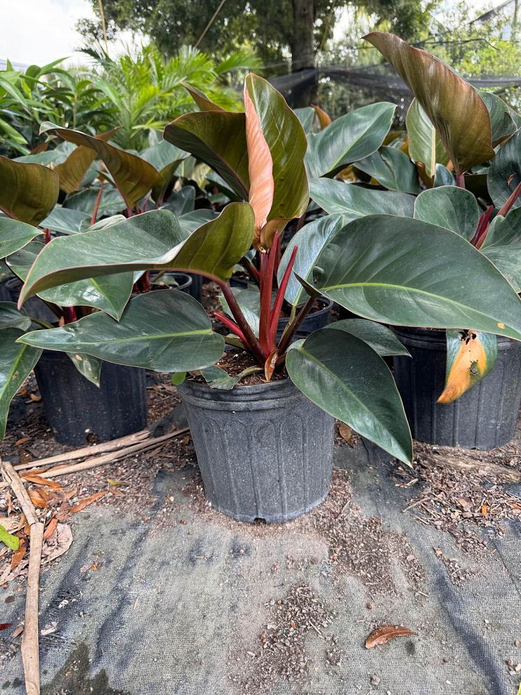 philodendron-rojo-congo-red-congo-philodendron