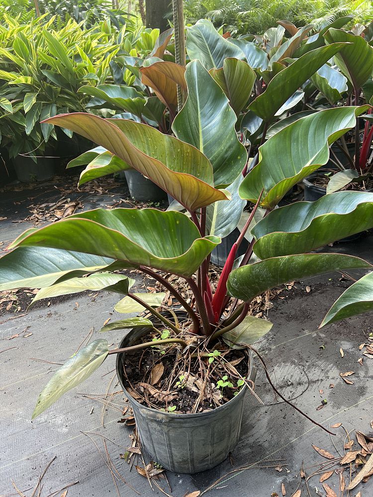 philodendron-rojo-congo-red-congo-philodendron
