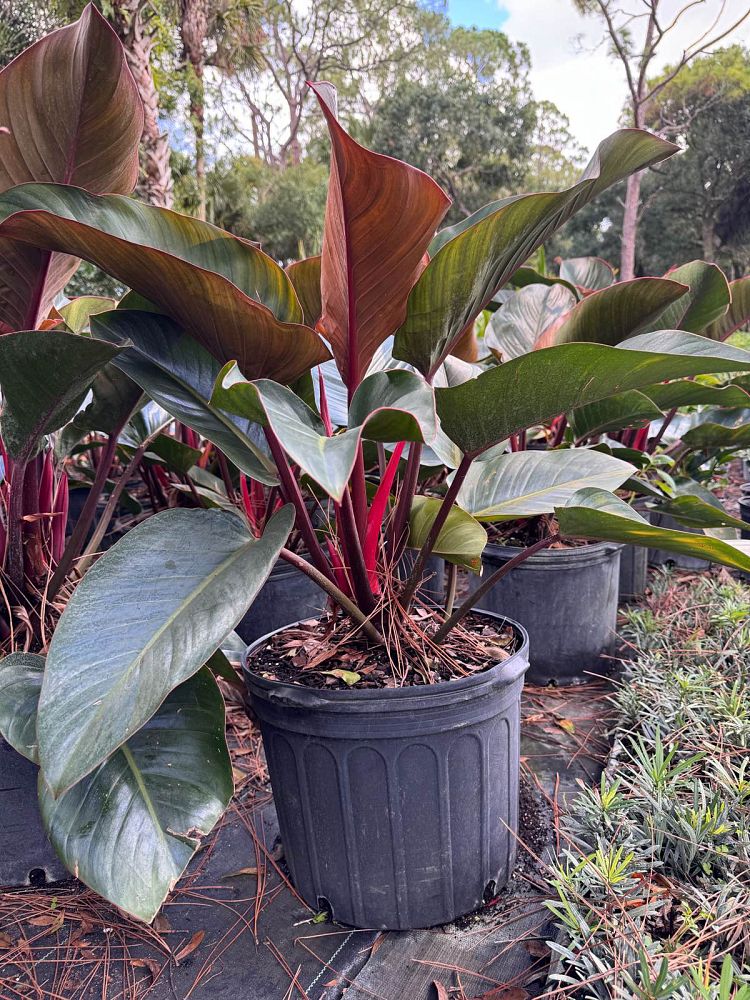 philodendron-rojo-congo-red-congo-philodendron