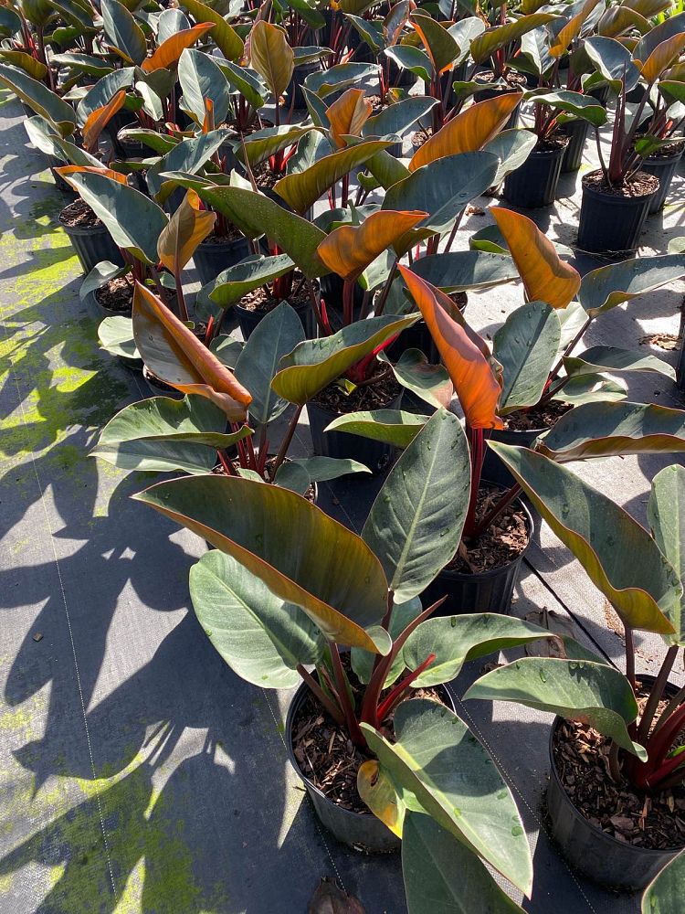 philodendron-rojo-congo-red-congo-philodendron