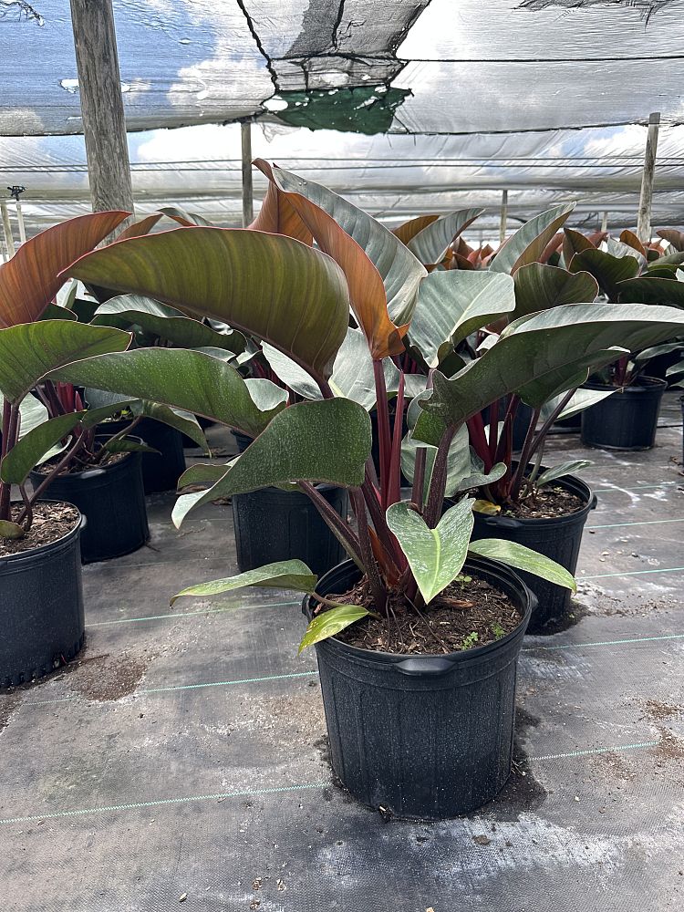 philodendron-rojo-congo-red-congo-philodendron