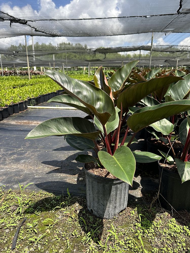 philodendron-rojo-congo-red-congo-philodendron