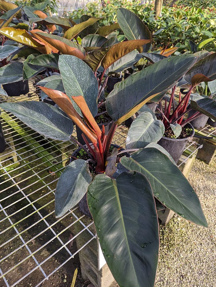 philodendron-rojo-congo-red-congo-philodendron