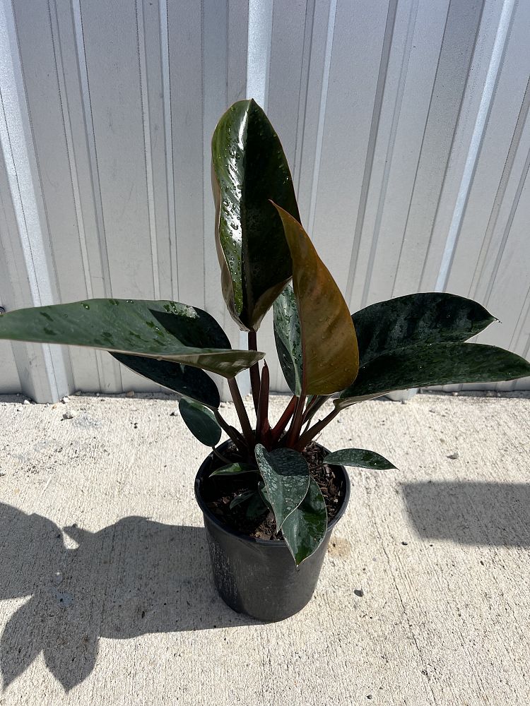 philodendron-rojo-congo-red-congo-philodendron