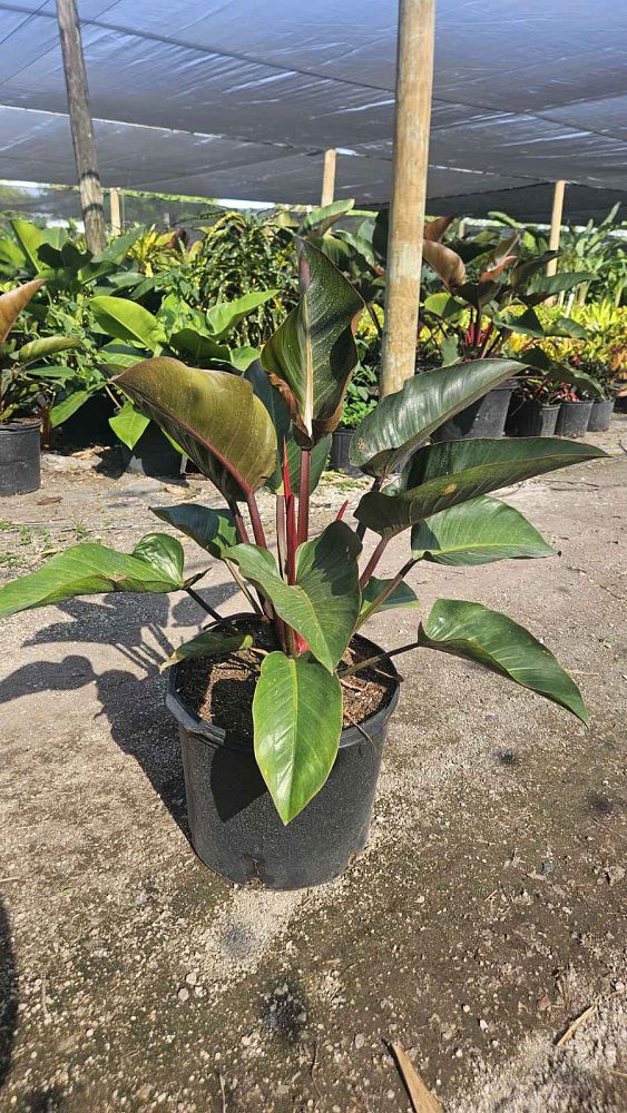 philodendron-rojo-congo-red-congo-philodendron