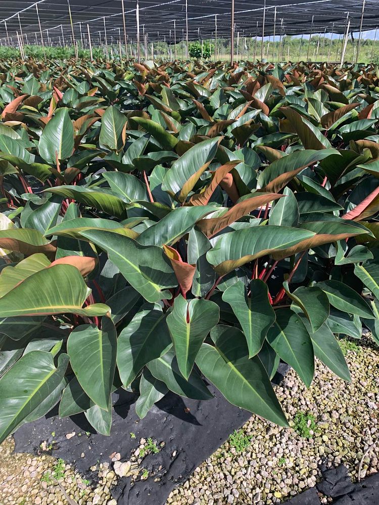 philodendron-rojo-congo-red-congo-philodendron