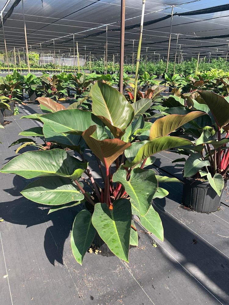 philodendron-rojo-congo-red-congo-philodendron