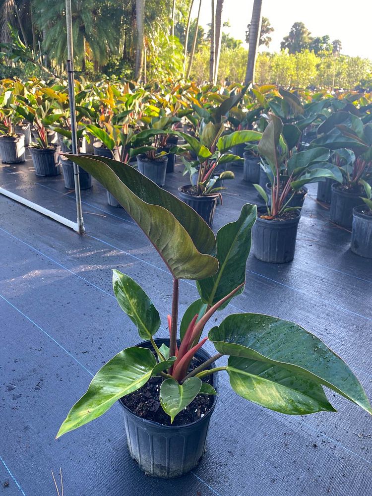 philodendron-rojo-congo-red-congo-philodendron