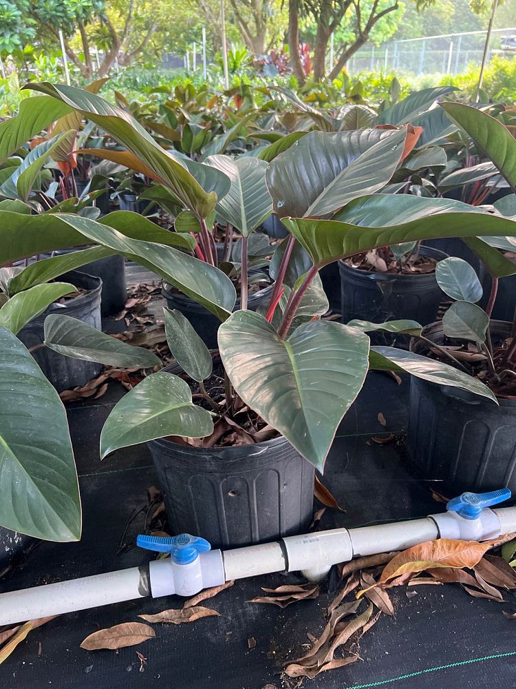 philodendron-rojo-congo-red-congo-philodendron