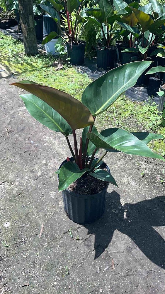 philodendron-rojo-congo-red-congo-philodendron