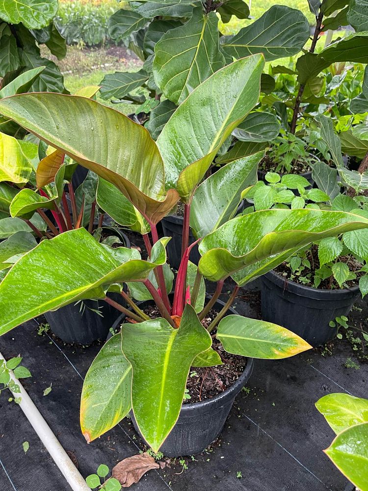philodendron-rojo-congo-red-congo-philodendron