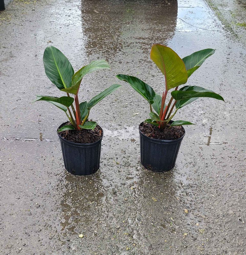 philodendron-rojo-congo-red-congo-philodendron