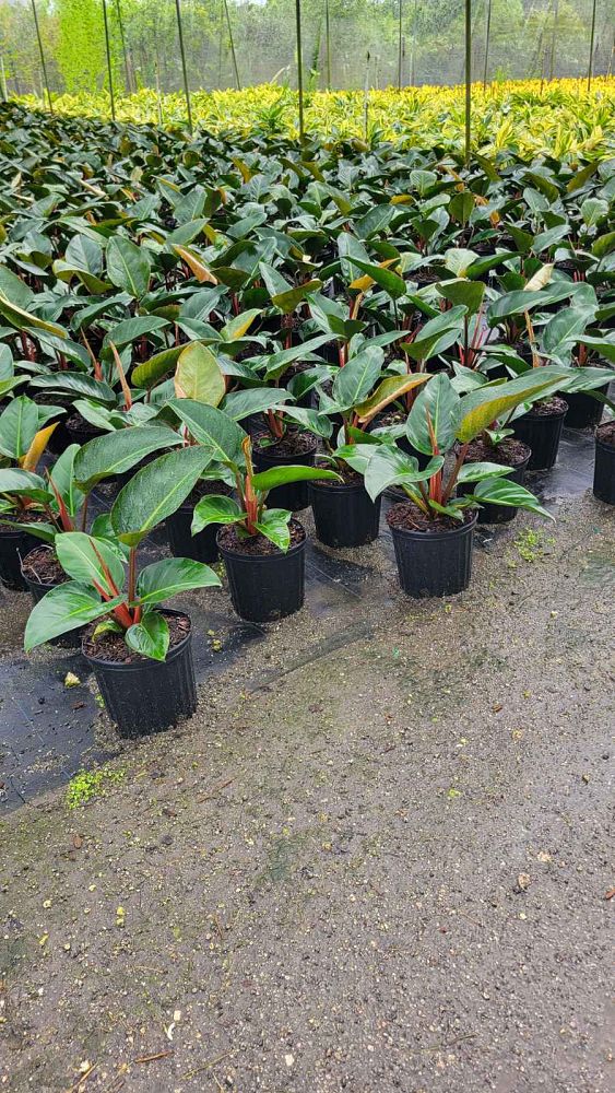 philodendron-rojo-congo-red-congo-philodendron