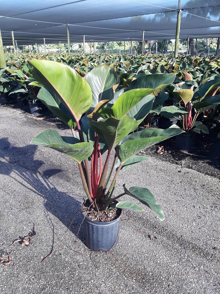 philodendron-rojo-congo-red-congo-philodendron