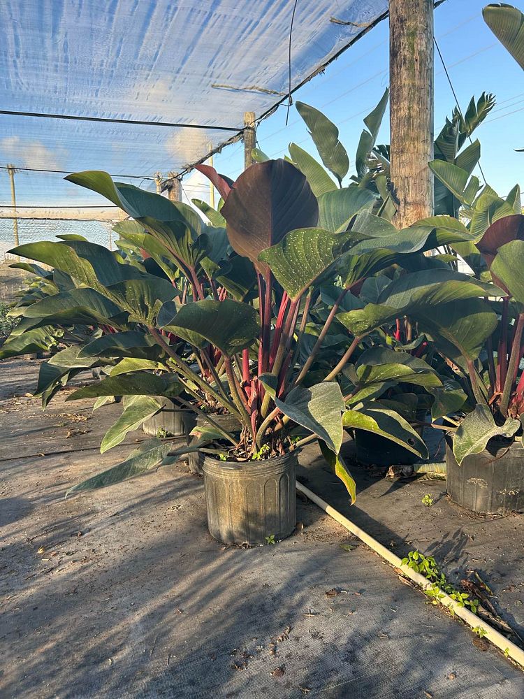 philodendron-rojo-congo-red-congo-philodendron