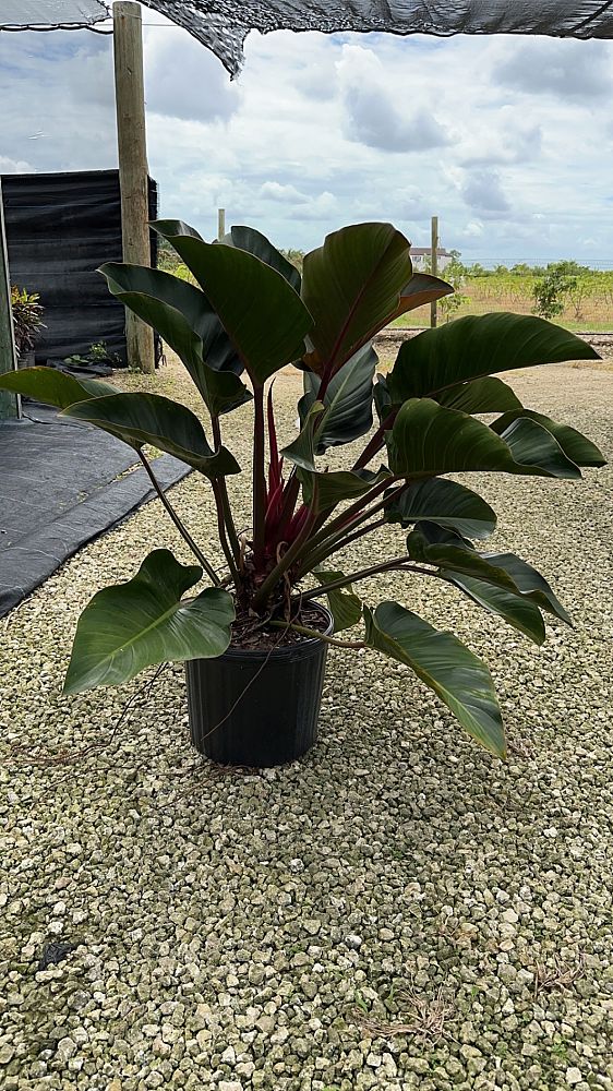 philodendron-rojo-congo-red-congo-philodendron