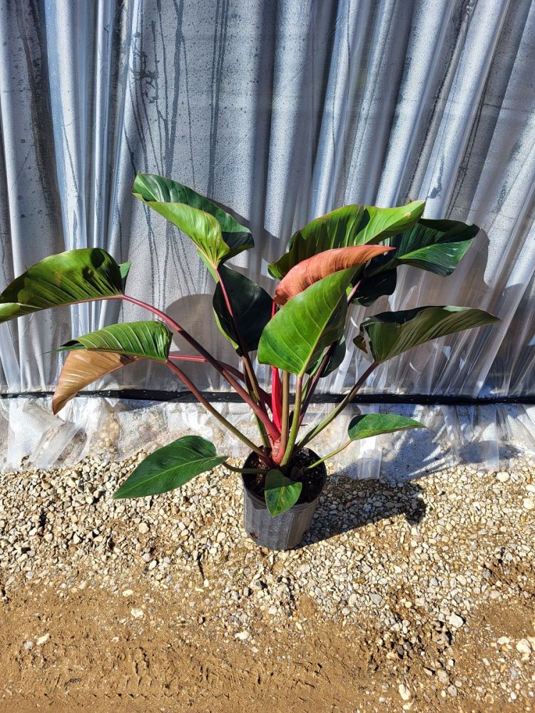 philodendron-rojo-congo-red-congo-philodendron