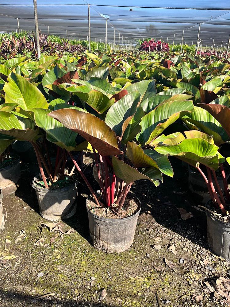 philodendron-rojo-congo-red-congo-philodendron