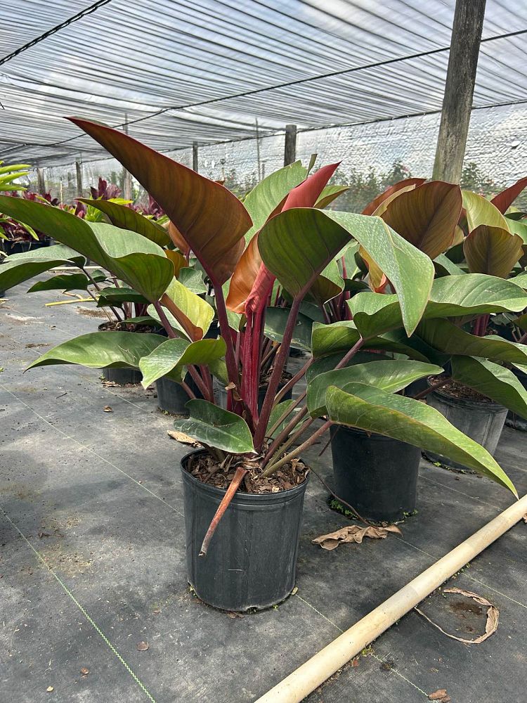 philodendron-rojo-congo-red-congo-philodendron