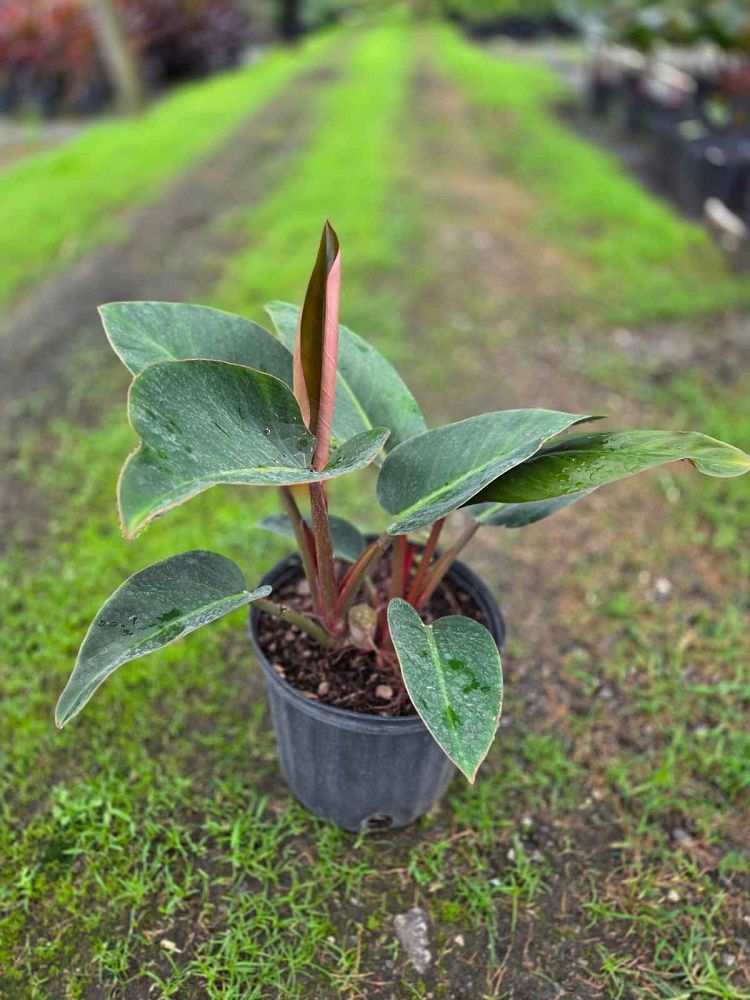 philodendron-rojo-congo-red-congo-philodendron