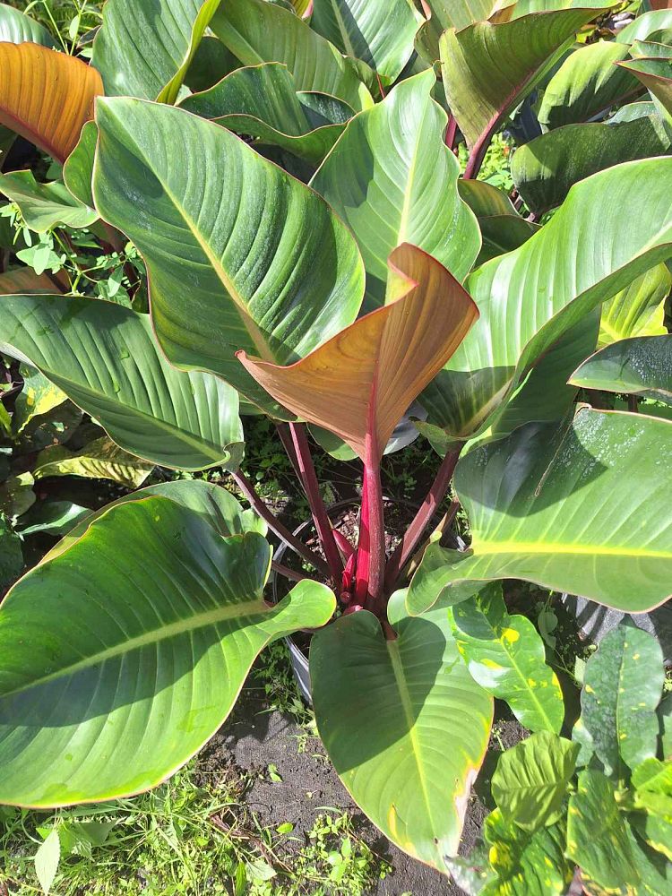 philodendron-rojo-congo-red-congo-philodendron