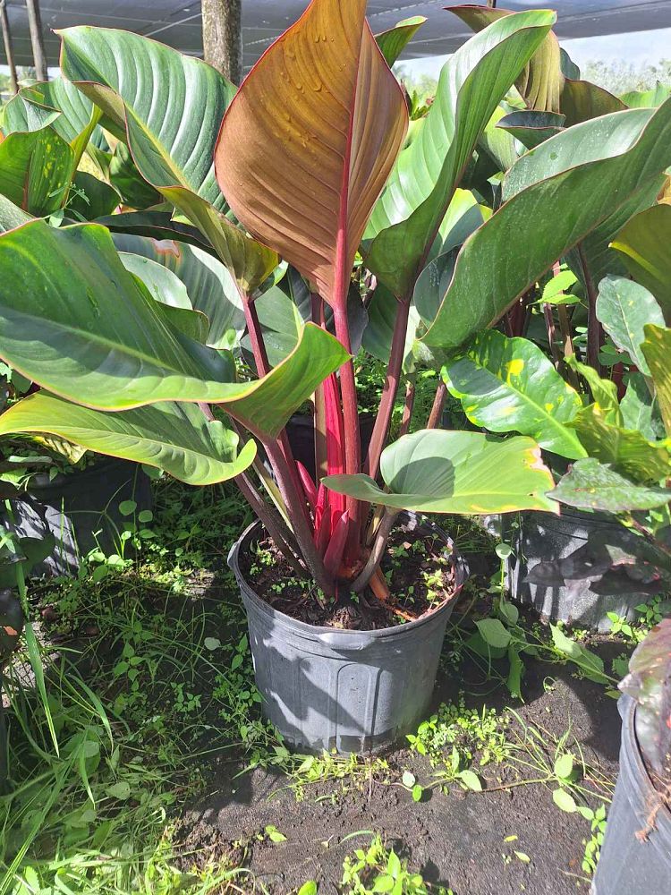 philodendron-rojo-congo-red-congo-philodendron