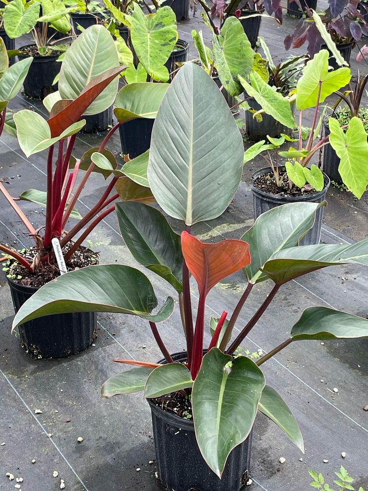 philodendron-rojo-congo-red-congo-philodendron