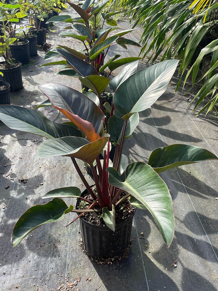 philodendron-rojo-congo-red-congo-philodendron