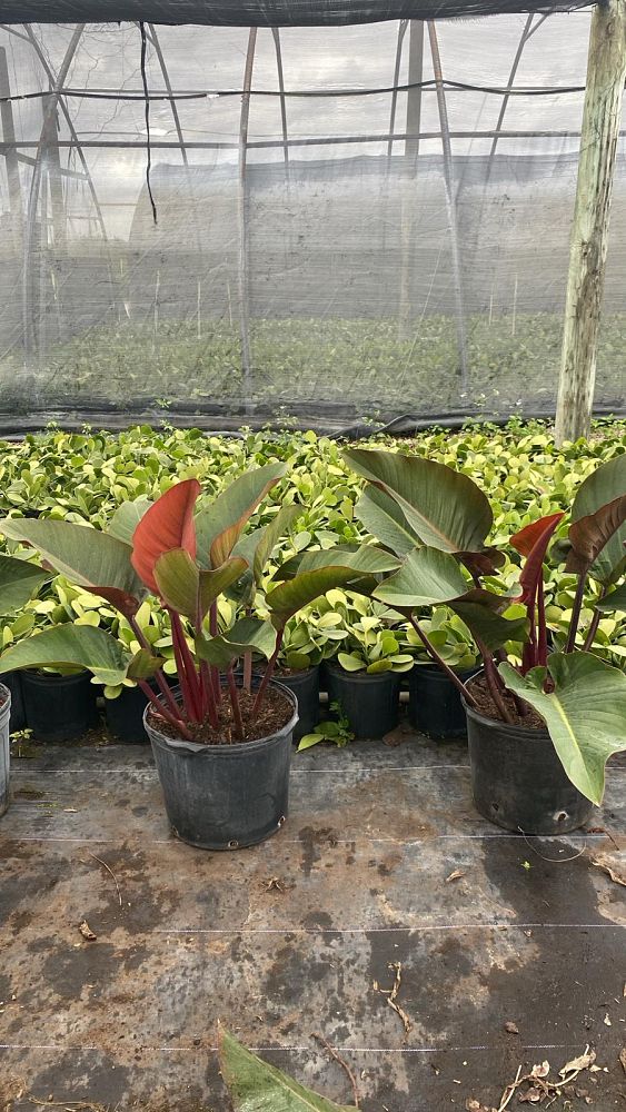 philodendron-rojo-congo-red-congo-philodendron