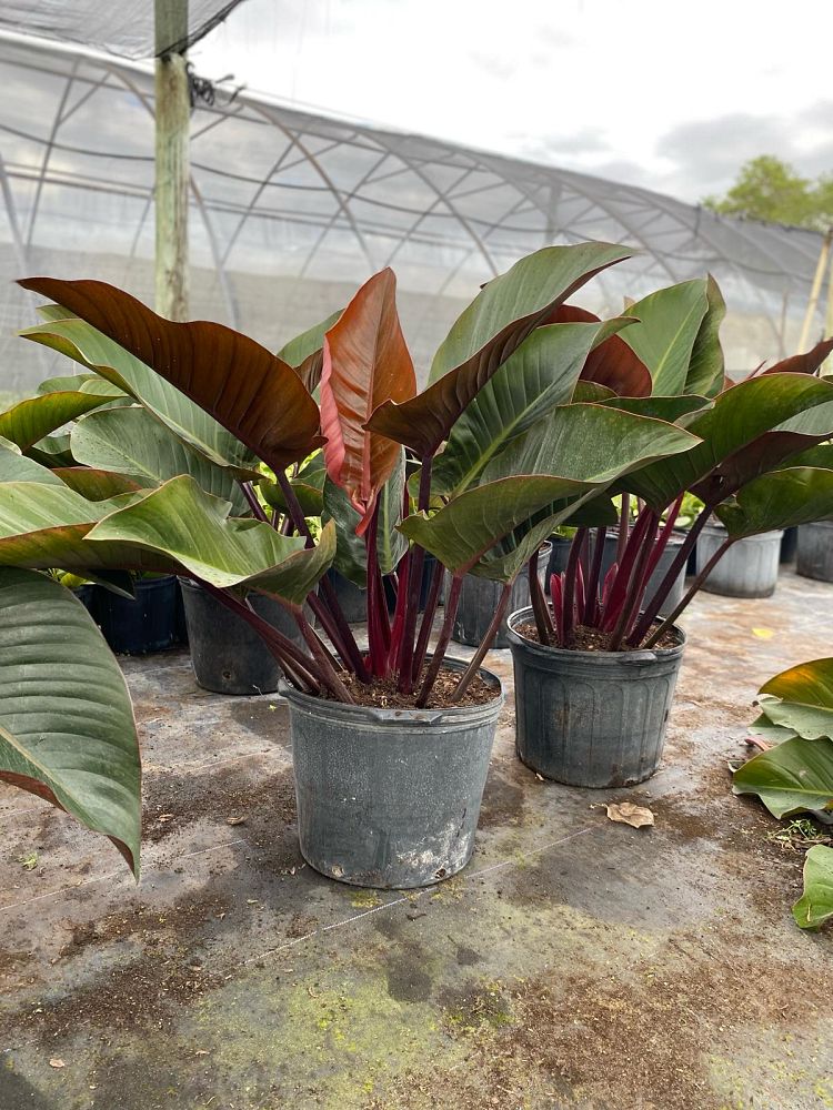 philodendron-rojo-congo-red-congo-philodendron