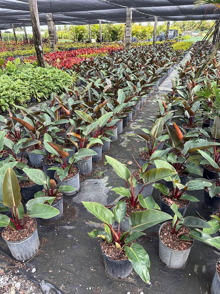 philodendron-rojo-congo-red-congo-philodendron