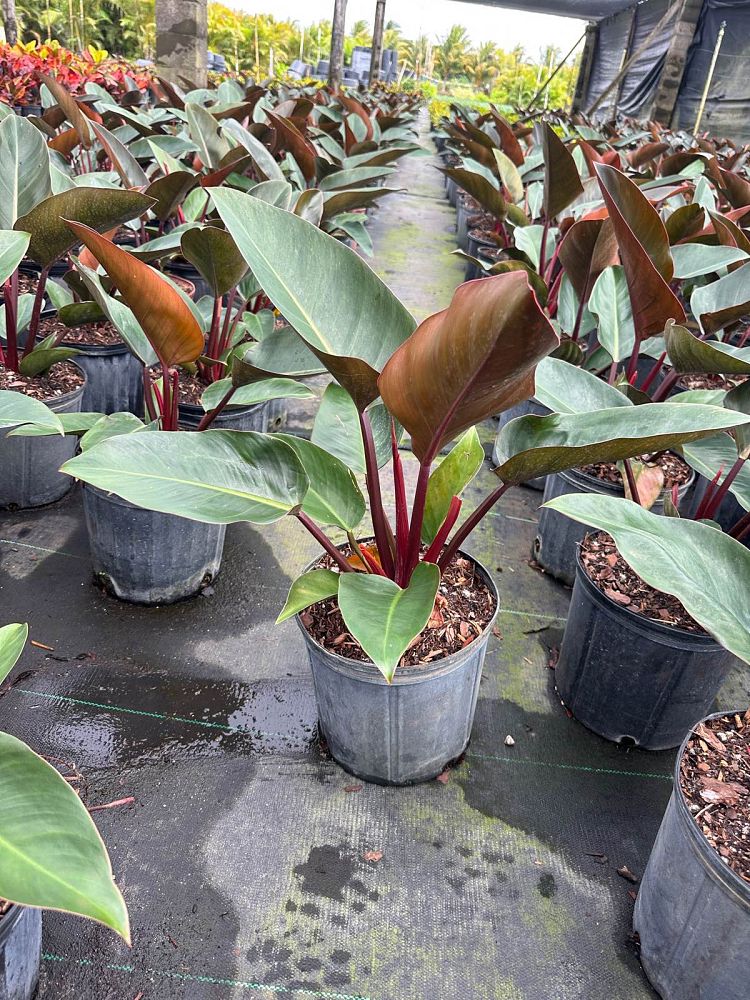philodendron-rojo-congo-red-congo-philodendron