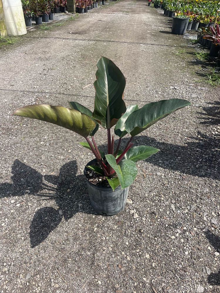 philodendron-rojo-congo-red-congo-philodendron