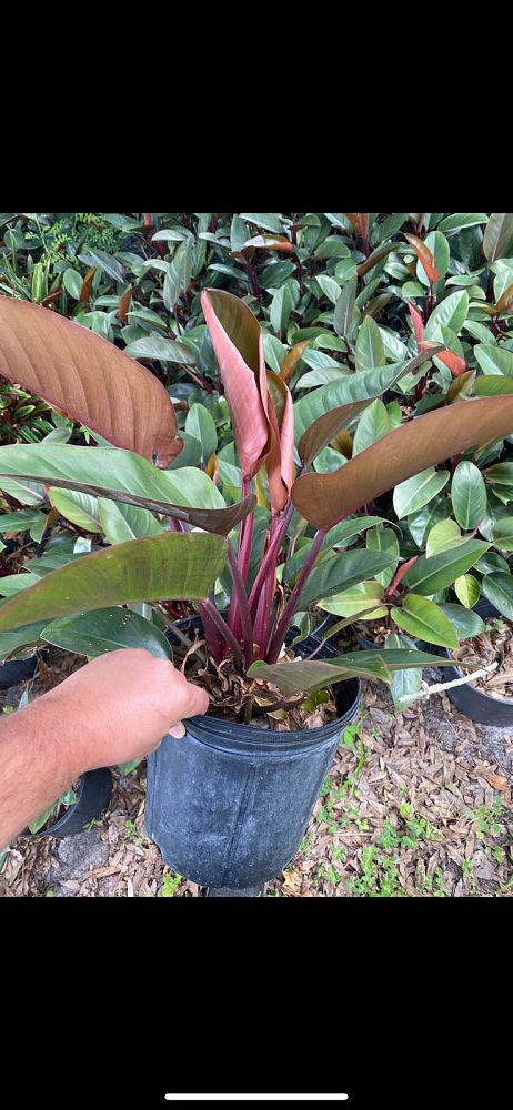 philodendron-rojo-congo-red-congo-philodendron