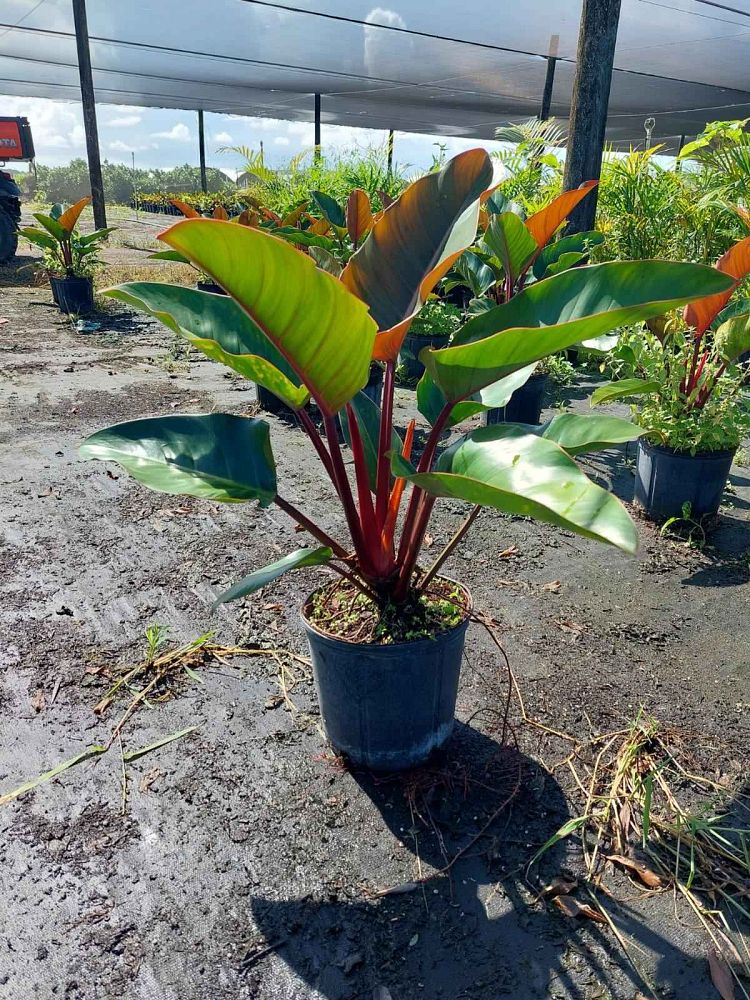 philodendron-rojo-congo-red-congo-philodendron