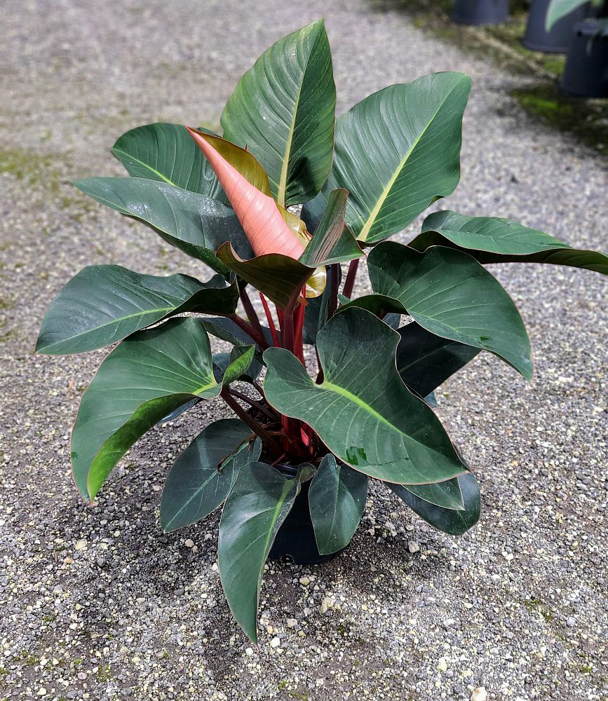 philodendron-rojo-congo-red-congo-philodendron