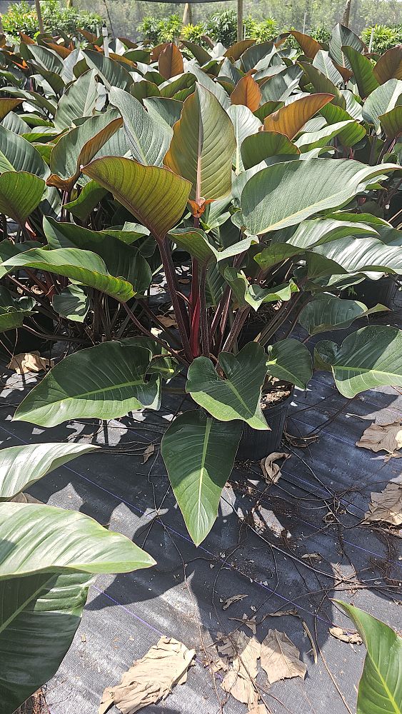 philodendron-rojo-congo-red-congo-philodendron