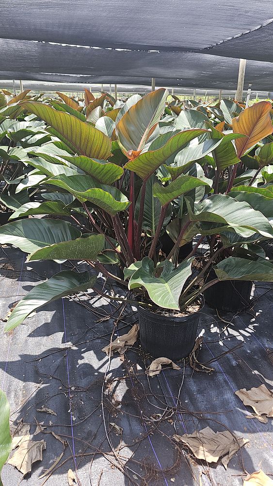 philodendron-rojo-congo-red-congo-philodendron