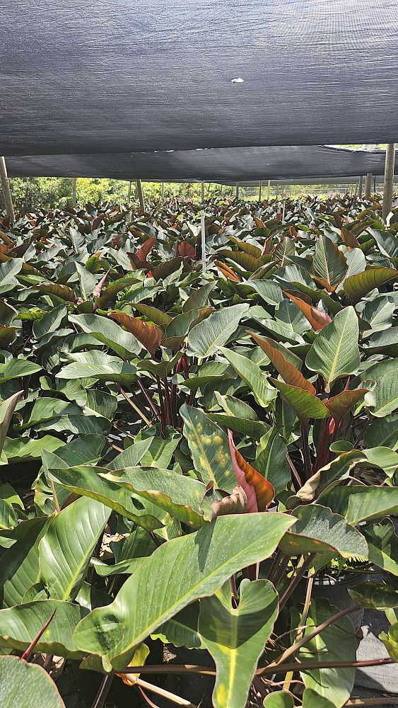 philodendron-rojo-congo-red-congo-philodendron