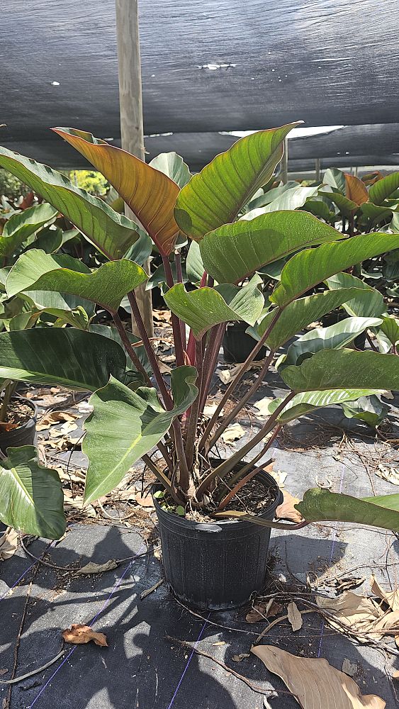 philodendron-rojo-congo-red-congo-philodendron